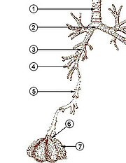 trachea (conducting zone)
main bronchus (conducting zone)
lobar bronchus (conducting zone)
segmental bronchus (conducting zone)
subsegmental bronchus (conducting zone)
conducting bronchiole (conducting zone)
terminal bronchiole (conducting zone)
respiratory bronchiole (transitional respiratory zone)
alveolar duct (transitional respiratory zone)
alveolar sac (transitional respiratory zone)
alveolus (transitional respiratory zone) Illu quiz lung05.jpg