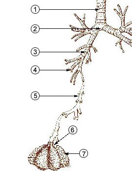 Trachea Mainstem bronchus Lobar bronchus Segmental bronchus Bronchiole Alveolar duct Alveolus