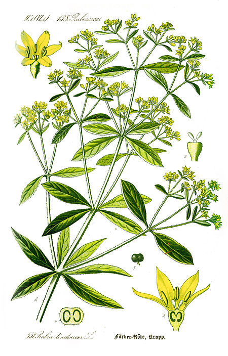 Illustration Rubia tinctorum1.jpg