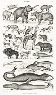 Vignette pour Mammalogie