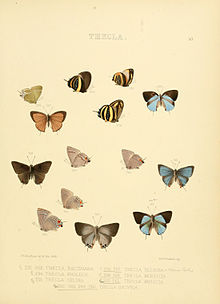 איורים של Lepidoptera יומי 50.jpg