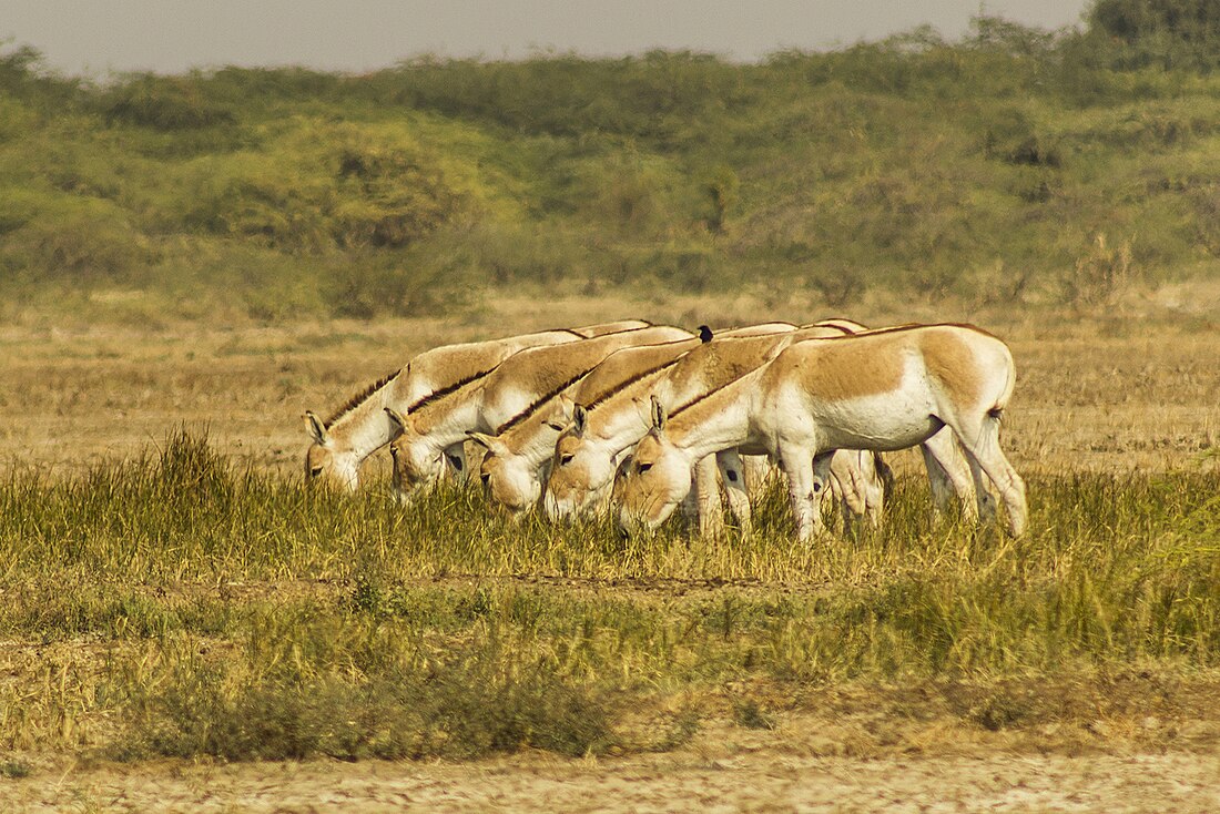 இந்திய காட்டு கழுதை சரணாலயம்