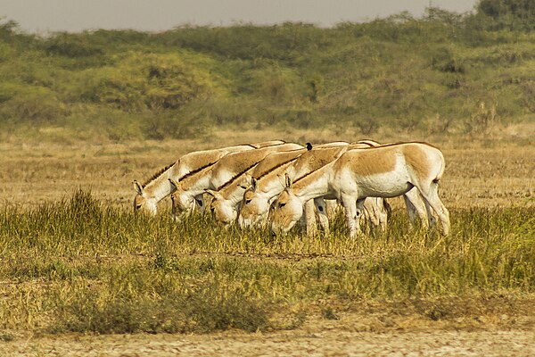 Group of onagers grazing