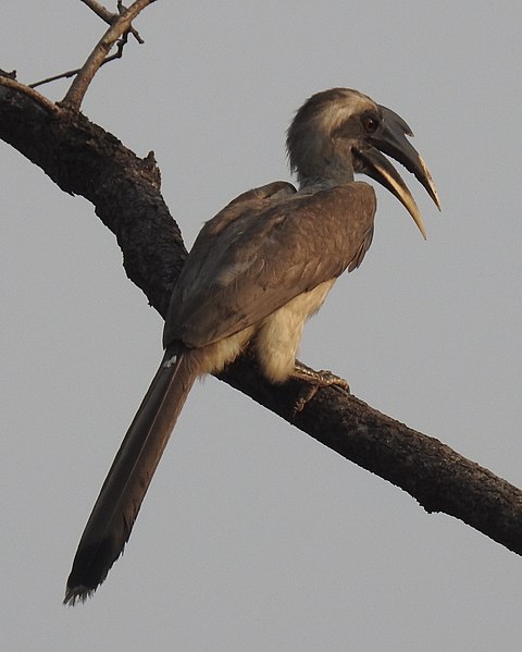 File:Indian Grey Hornbill Ocyceros birostris male by Dr. Raju Kasambe DSCN4231 (4).jpg