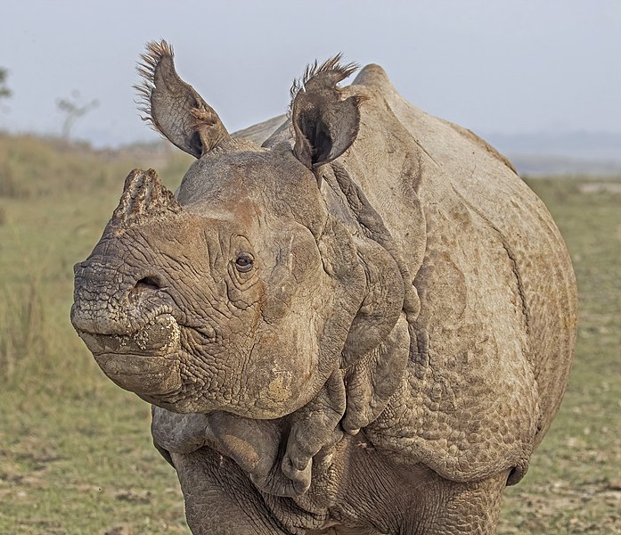 File:Indian rhinoceros (Rhinoceros unicornis) 2.jpg