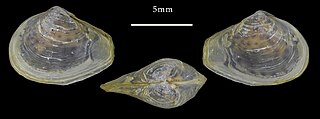 <i>Indosphenia kayalum</i> Species of bivalve