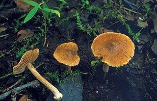 <i>Inocybe saliceticola</i> Species of fungus in the family Inocybaceae found in the Nordic countries