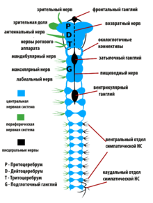 Схема строения нервной системы насекомых