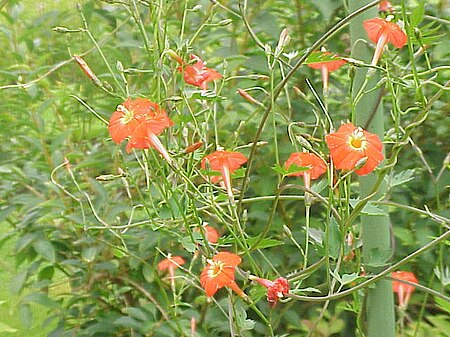 Tập_tin:Ipomoea_x_sloteri_(I._coccinea_x_I._quamoclit)2.jpg