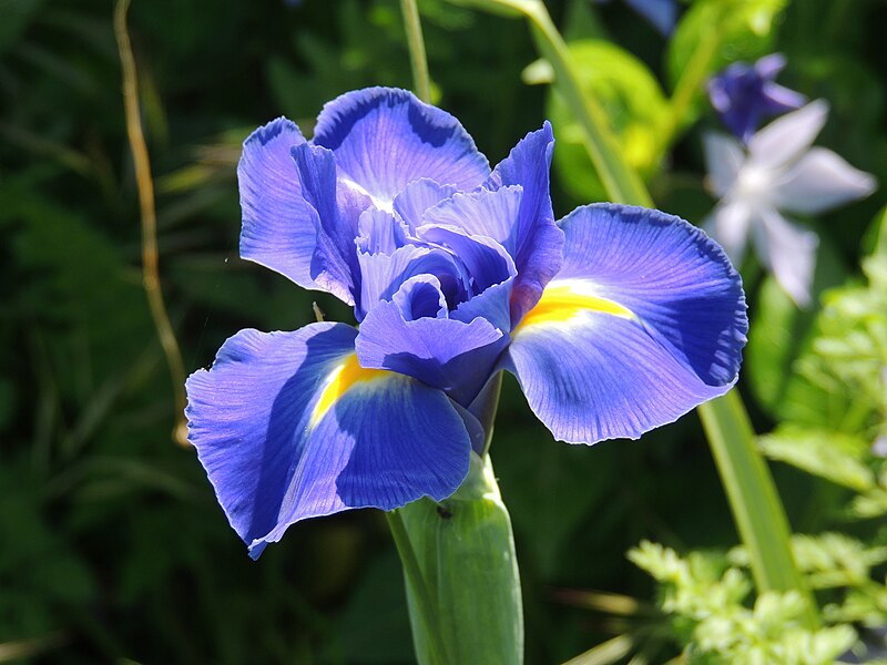 File:Iris hollandica.JPG