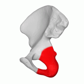 Правая седалищная кость, обозначена красным