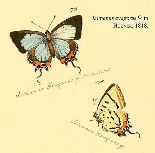 JalmenusEvagorasFemaleHubner1818