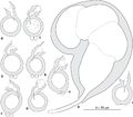 Thumbnail for Pseudorhabdosynochus bouaini