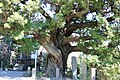 城願寺のビャクシン（神奈川県足柄下郡湯河原町）。