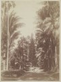 KITLV - 6995 - Kurkdjian - Soerabaja - Palm Avenue in the Botanical Gardens at Buitenzorg (Bogor) - circa 1900.tif