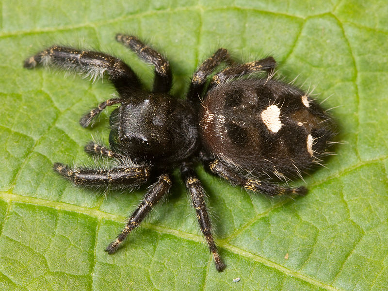 File:Kaldari Phidippus audax 02.jpg