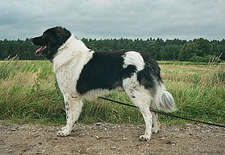 <span class="mw-page-title-main">Karakachan dog</span> Bulgarian dog breed