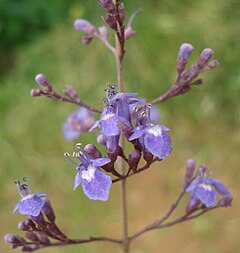 240px-Karinochi-Flowers.jpg