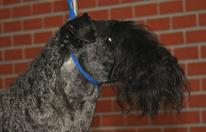 File:Kerry blue terrier pl2.jpg