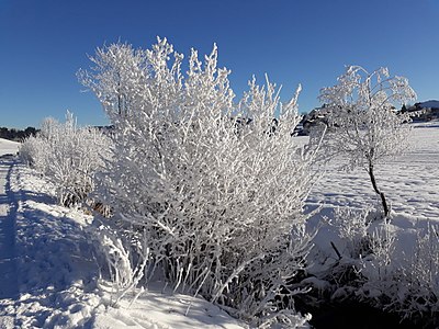 Schnee und Büsche mit Raureif (rime) in der Schweiz on 7 December.