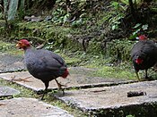 Kinabalu Park, Ranau, Sabah, Malaysia - panoramio (23).jpg