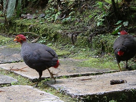 Kinabalu Park, Ranau, Sabah, Malaysia - panoramio (23).jpg