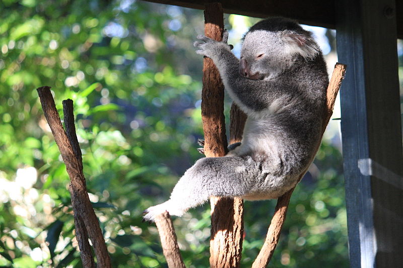 File:Koala at the Lone Pine Koala Sanctuary, Brisbane, April 20 1014. (14292381967).jpg