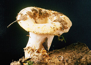 <i>Lactarius resimus</i> Species of fungus