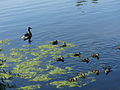 Lake Watauga, Mallards and ducklings