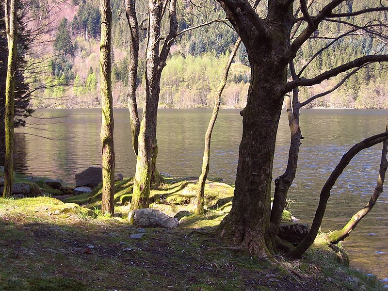 File:Lake and forest in spring.JPG