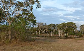 Landscape with elephant at Lunugamvehera National Park.JPG
