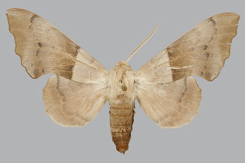 File:Laothoe philerema philerema BMNHE813697 male up.jpg