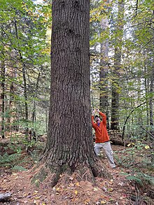 William Cullen Bryant Homestead, Cummington, Massachusetts Large White Pine in William Cullen Bryant Homestead, Cummington, MA - October 2021.jpg