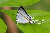 Large fairy hairstreak (Hypolycaena antifaunus antifaunus) male underside.jpg