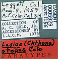 Lasius atopus casent0005929 label 1.jpg