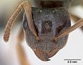 Lasius mixtus casent0172755 head 1.jpg