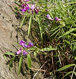 Lathyrus alpestris 01.jpg