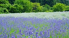 美郷町ラベンダー園（秋田県美郷町）