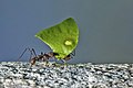 * Nomination Leaf-cutter ant (Atta cephalotes) --Charlesjsharp 09:29, 26 April 2023 (UTC) * Promotion  Support Good quality. --Ercé 06:28, 1 May 2023 (UTC)