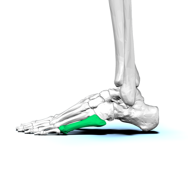 File:Left Fifth metatarsal bone02 lateral view.png