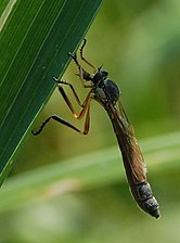 Leptogaster sp.