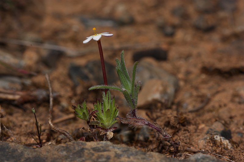 File:Leptosiphon bicolor 4554.JPG