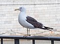 * Nomination Lesser black-backed gull in Stockholm --Rhododendrites 20:32, 9 April 2023 (UTC) * Promotion  Support Good quality. --LexKurochkin 09:35, 15 April 2023 (UTC)