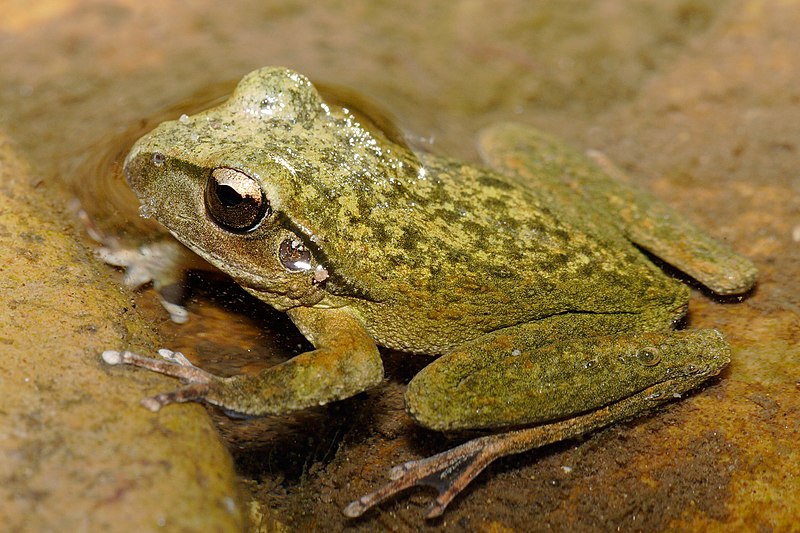 File:Lesueurs Frog09.jpg