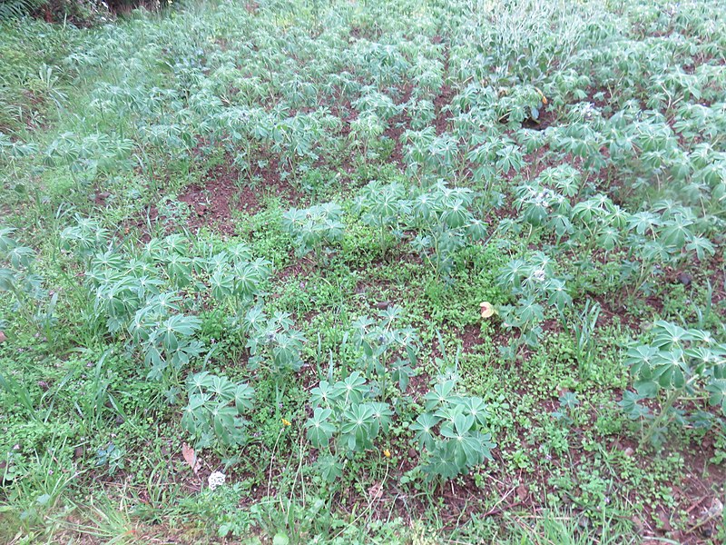 File:Levada do Caniçal, Parque Natural da Madeira - 2018-04-08 - IMG 4220.jpg