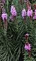 Лиатрис колосистый (Liatris spicata) 'Kobold'