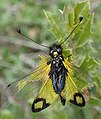 Libelloides rhomboideus ♀