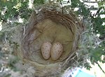 Lichenostomus penicillatus nest with 2 eggs.JPG