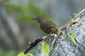 Kireçtaşı Wren-Babbler açıklaması - Orta Tayland S4E0918 (19540590522) .jpg görüntüsü.