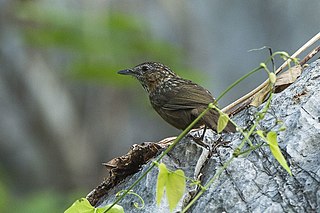 <span class="mw-page-title-main">Rufous limestone babbler</span> Species of bird